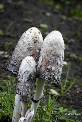 Geschubde inktzwam  Coprinus comatus .jpg