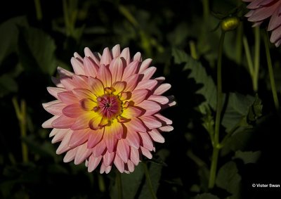 Dahlia- Bellelaine.JPG