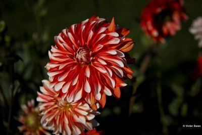 Dahlia-Picara.JPG
