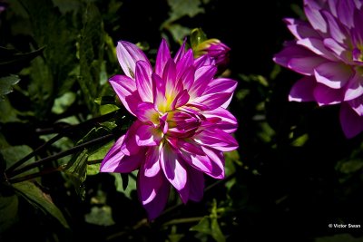 Dahlia-Oriental Dream.JPG