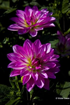 Dahlia-Oriental Dream.JPG