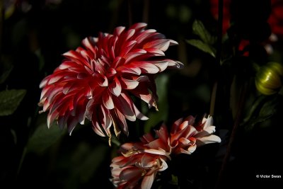 Dahlia-Picara.JPG