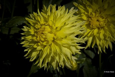 Dahlia-Promise.JPG