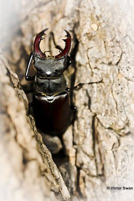 Vliegend hert Lucanus cervus.JPG