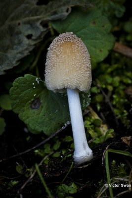 Gewone glimmerinktzwam - Coprinellus micaceus.JPG