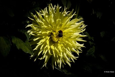 Dahlia-Promise.JPG