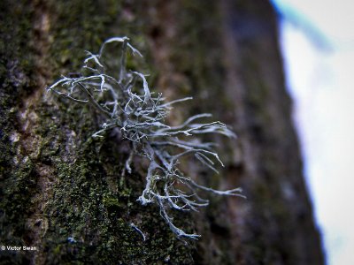 Melig takmos Ramalina farinacea .JPG