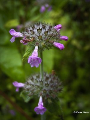 Borstelkrans  Clinopodium Vulgare.JPG