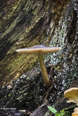 Gewone hertenzwam Pluteus cervinus.JPG