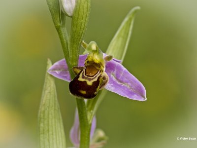 Bijenorchis  Ophrys apifera.JPG