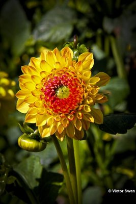Dahlia-Palmares.JPG