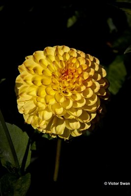 Dahlia-Palmares.JPG