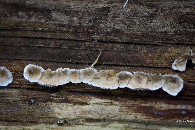 Papierzwammetje Byssomerulius corium.JPG