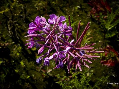 Gewoon Wilgenroosje    Epilobium Angustofolium.JPG