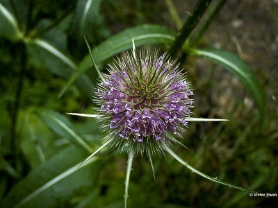 Kleine Kaardenbol - Dipsacus pilosus .JPG