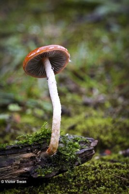 Oranjerode stropharia  Leratiomyces ceres.JPG