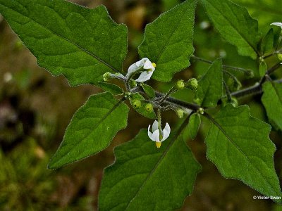 Beklierde nachtschade - Solanum nigrum.JPG