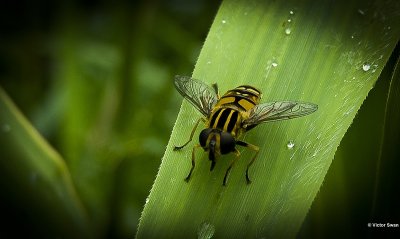 Pendelzweefvlieg Helophilus Pendulus.JPG