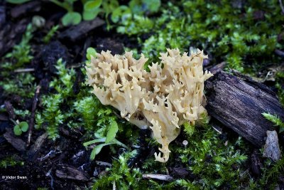 Rechte koraalzwam - Ramaria stricta.JPG