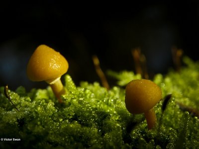 Bundelmosklokje - Galerina marginata .JPG