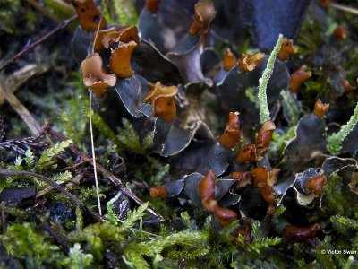 Soredieus Leermos Peltigera didactyla.JPG