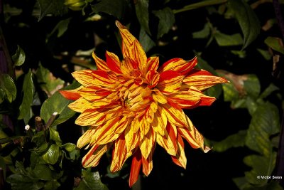 Dahlia-Gelber Vulkan.JPG