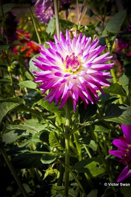 Dahlia-Jura.JPG