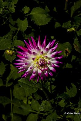 Dahlia-Jura.JPG