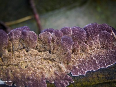 Paarse Dennenzwam Trichaptum abietinum.JPG