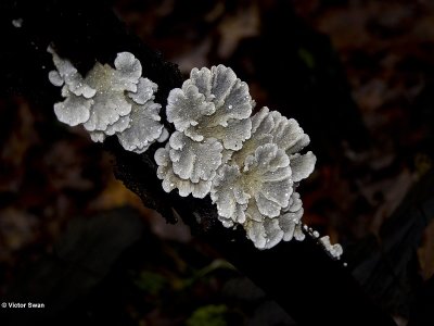Plooivlieswaaiertje Plicaturopsis crispa.JPG