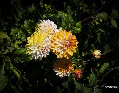 Dahlia-Coup de Soleil.JPG