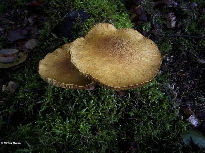 Prachtvlamhoed Gymnopilus junonius.JPG