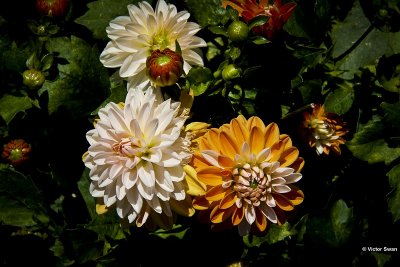 Dahlia-Coup de Soleil.JPG