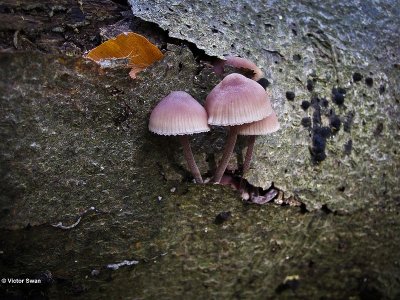 Grote bloedsteelmycena  Mycena haematopus.JPG