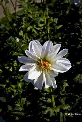Dahlia-Snowcrips.JPG