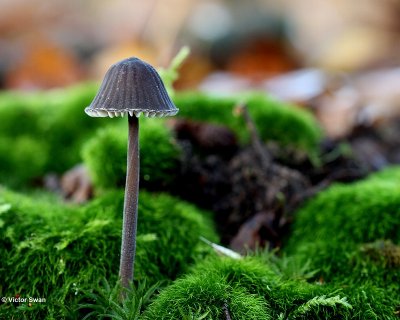 Zwarte Melksteel mycena - Mycena galopus var nigra.JPG