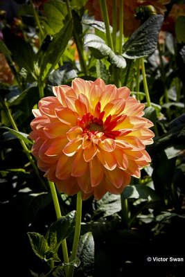 Dahlia-Key West.jpg
