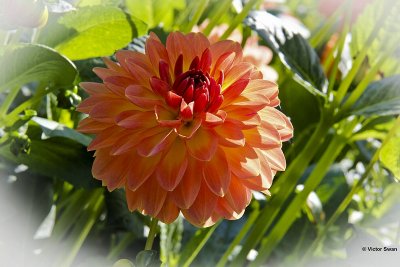 Dahlia-Key West.jpg