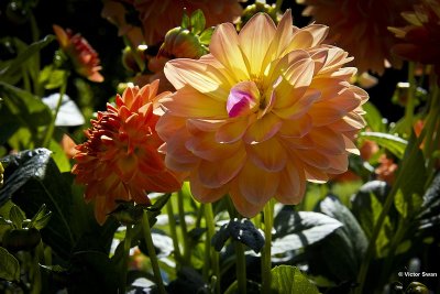 Dahlia-Key West.JPG