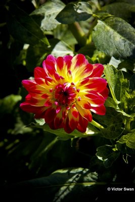 Dahlia-Rebecca's World.JPG