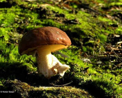 Bruine Ringboleet Suillus luteus .JPG