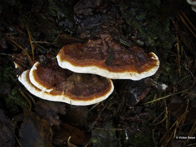 Dennenmoorder Heterobasidion annosum.JPG