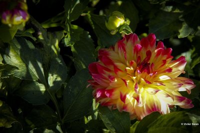 Dahlia-Rebecca's World.JPG