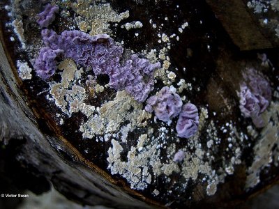 Paarse korstzwam Chondrostereum purpureum.JPG