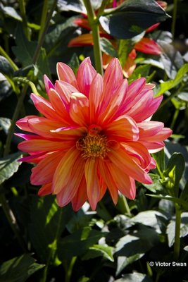 Dahlia-Market joy.JPG