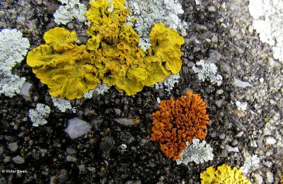 Groot dooiermos Xanthoria parietina en Rood dooiermos Xanthoria elegans.JPG