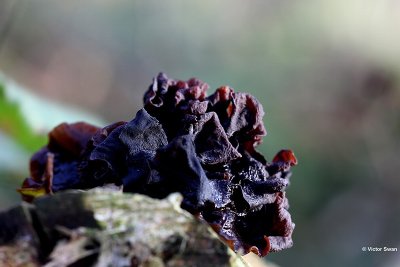 Bruine Trilzwam Tremella foliacea.JPG