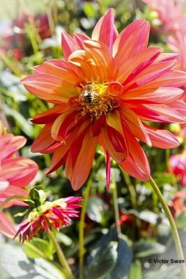 Dahlia-Market joy.JPG