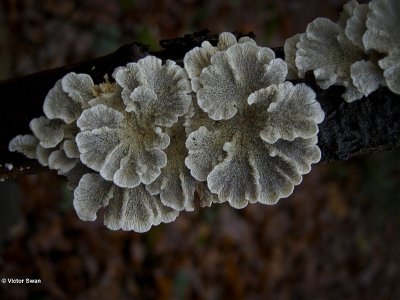Plooivlieswaaiertje Plicaturopsis crispa.JPG