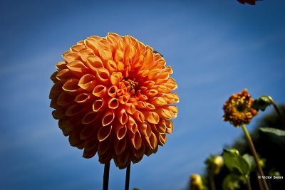 Dahlia-Jowey Linda.JPG